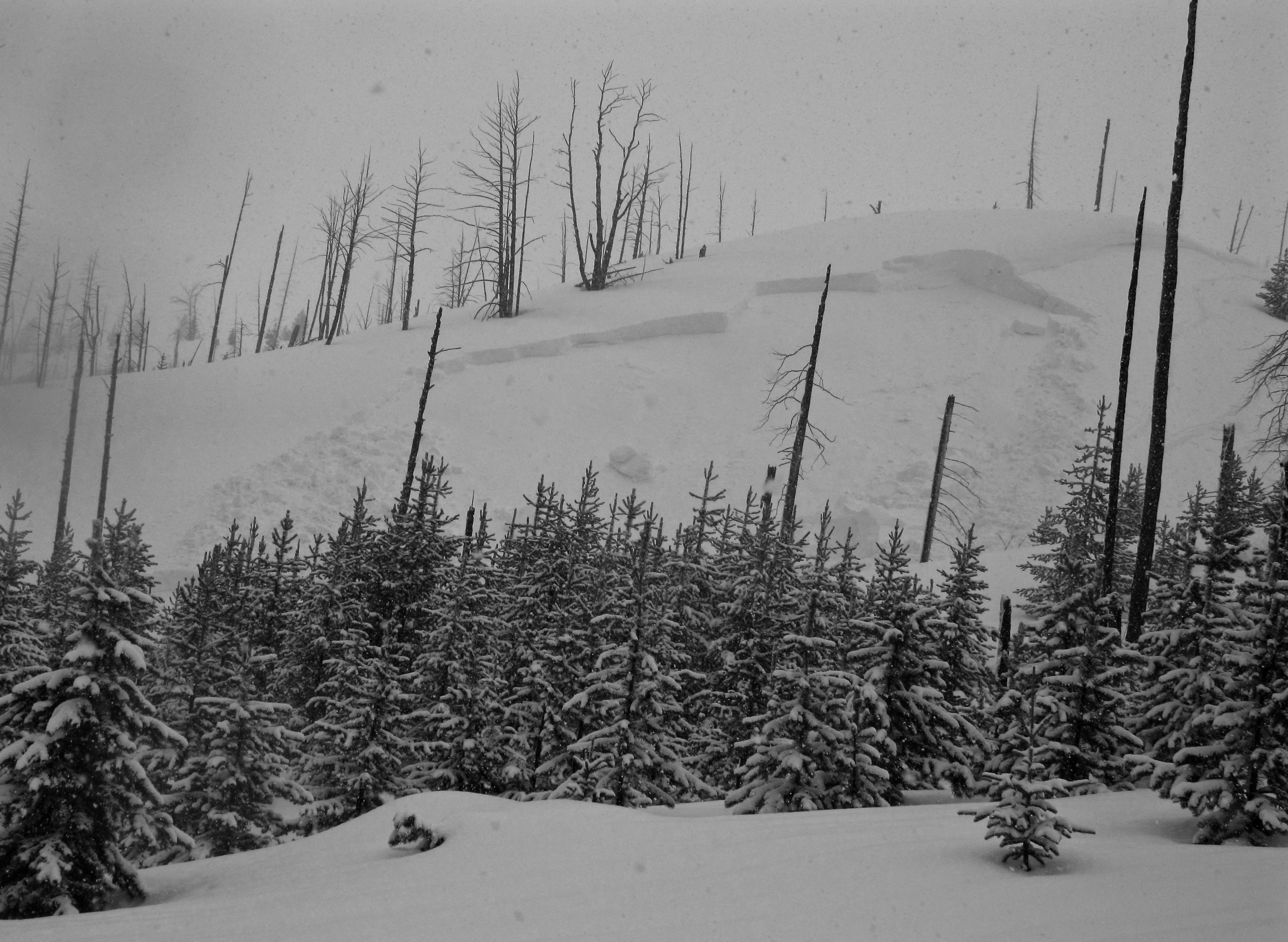 Avalanche near Lulu Pass road, Cooke City 10-Feb